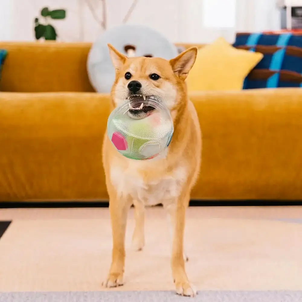 Balle de soccer pour chien avec poignée, jouet de mastication flottant - Image 8