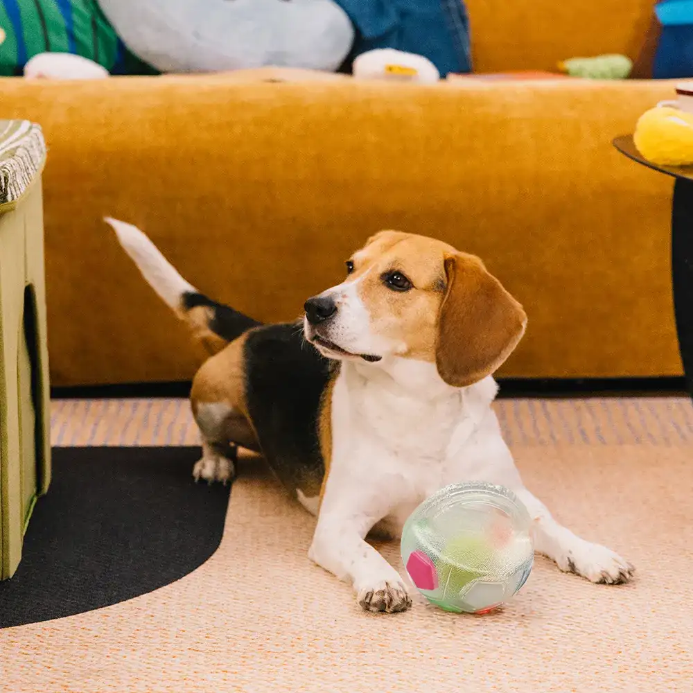 Balle de soccer pour chien avec poignée, jouet de mastication flottant - Image 9