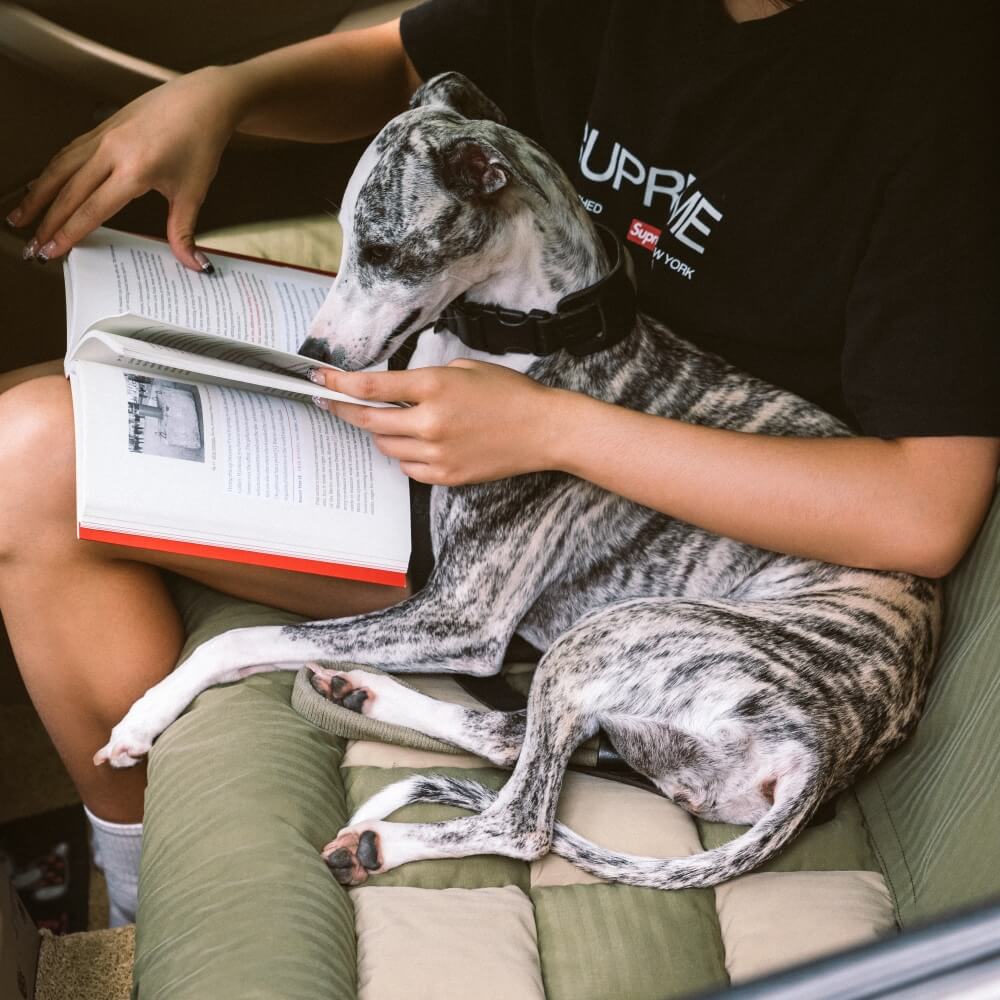 Coussin de voyage pour la sécurité arrière de siège unique pour chien de grande taille – Lit de voiture style échiquier - Image 9