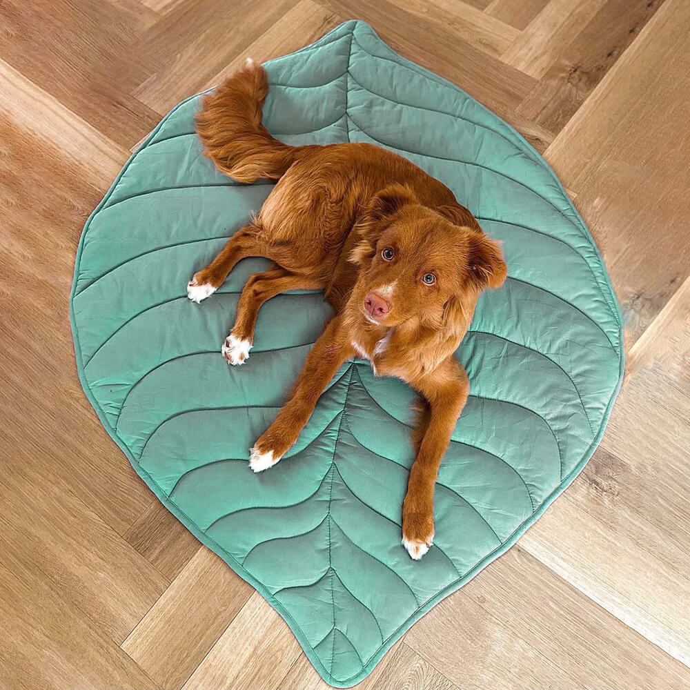 Couverture pour Chien en Forme de Feuille - Image 6