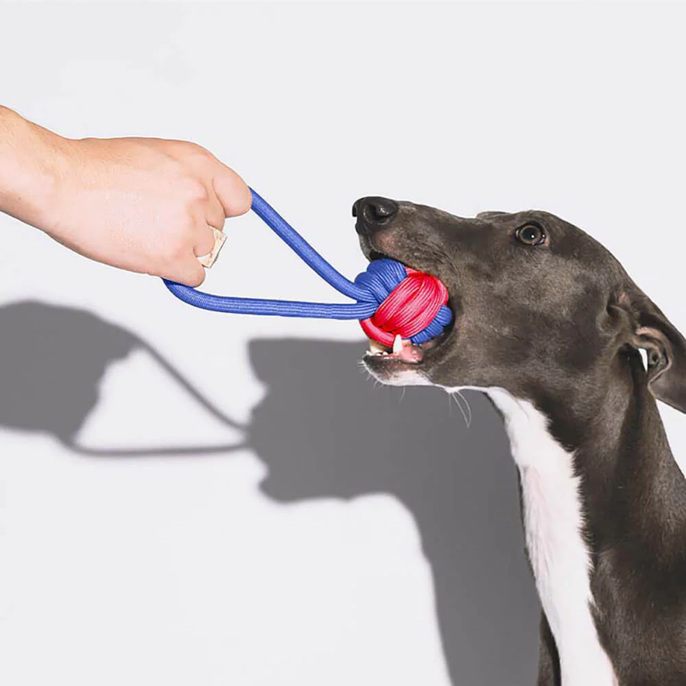 Ensemble de Jouets pour Chiens en Corde - Choc des Couleurs - Image 3