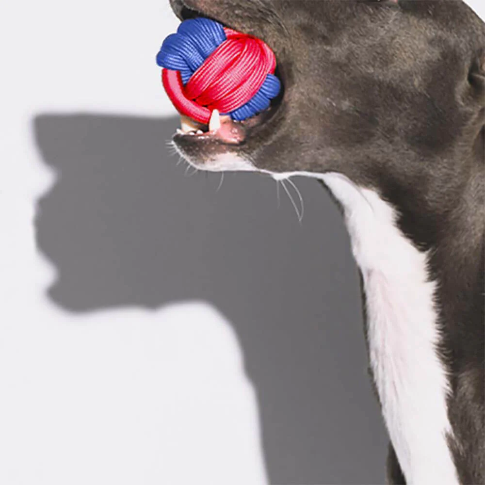 Ensemble de Jouets pour Chiens en Corde - Choc des Couleurs - Image 5