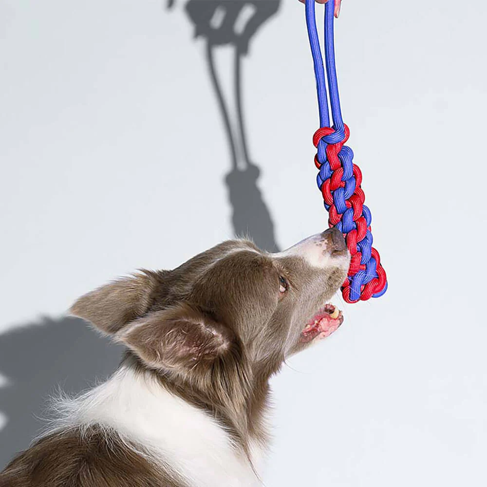 Ensemble de Jouets pour Chiens en Corde - Choc des Couleurs - Image 6