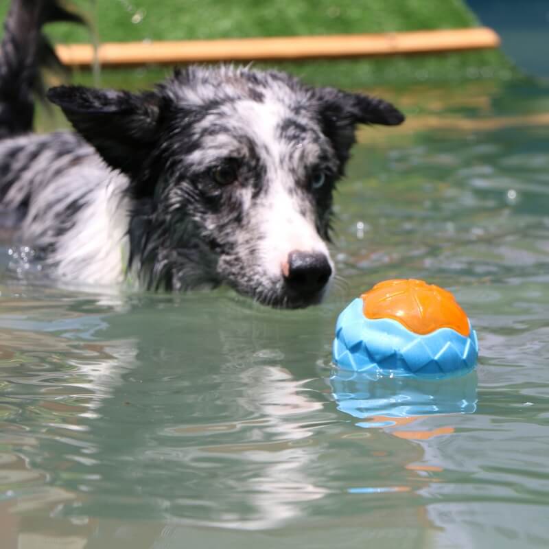 Jouet Interactif à Mastiquer Flottant pour Chien - Image 3
