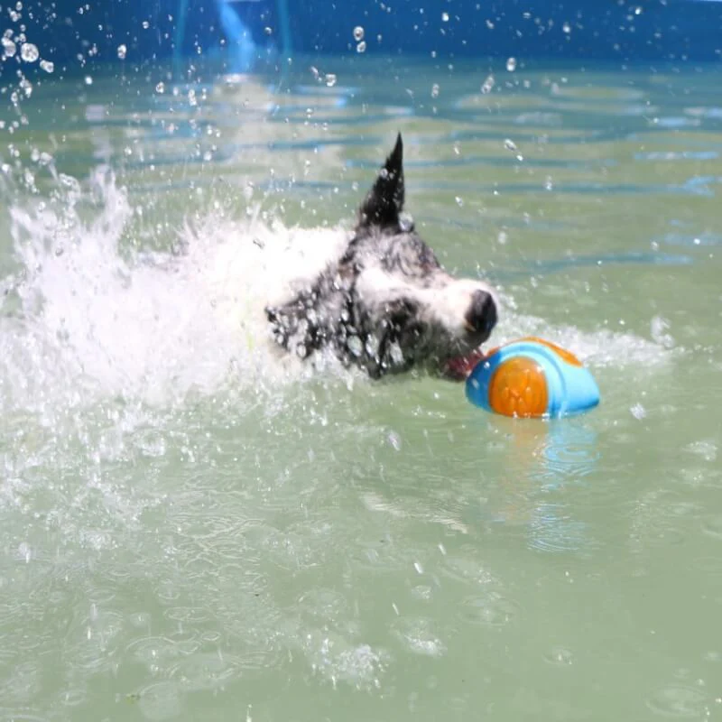 Jouet Interactif à Mastiquer Flottant pour Chien - Image 4
