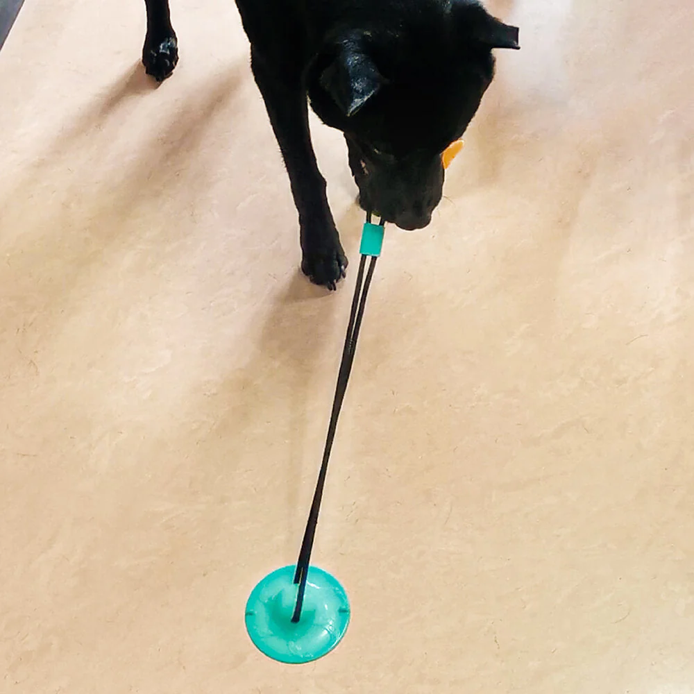 Jouet pour Chien à Ventouse - Mangue - Image 7