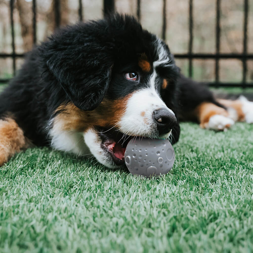 Jouet pour chien Cosmos Distributeur Balle Entraînement - Image 3