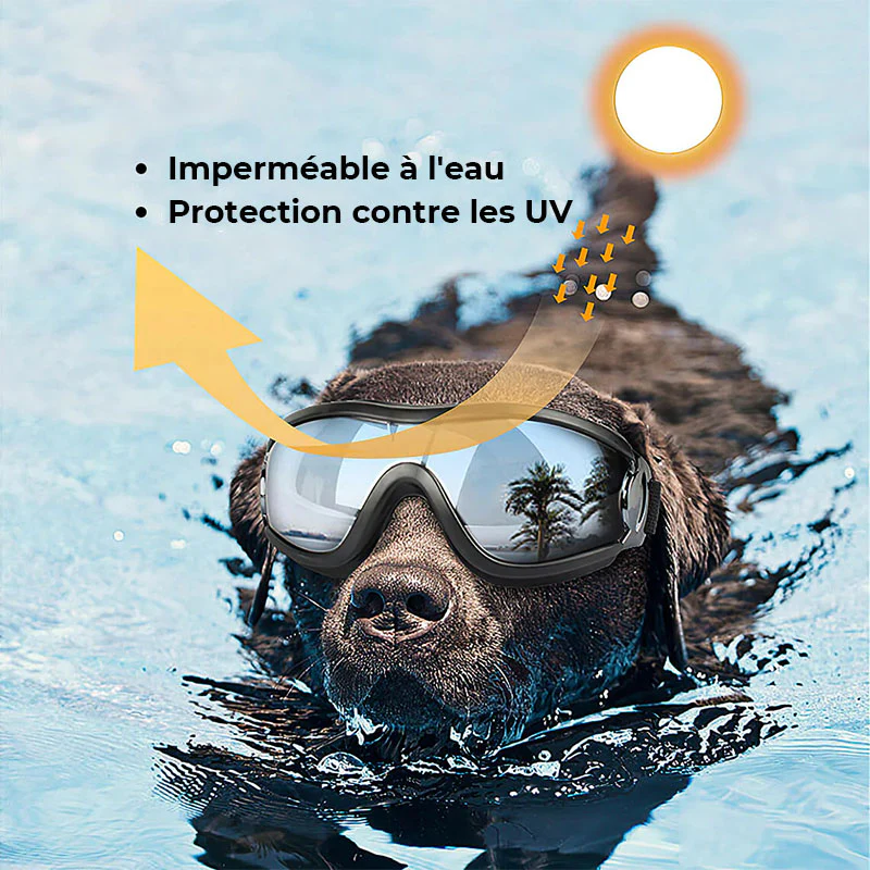 Lunettes de protection pour grand chien - Image 4