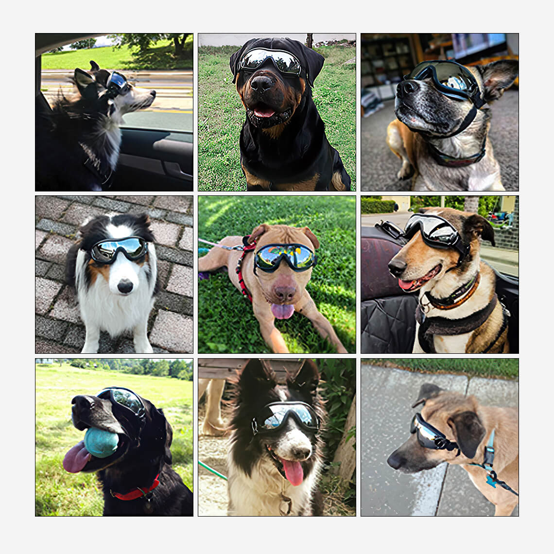 Lunettes de protection pour grand chien - Image 5
