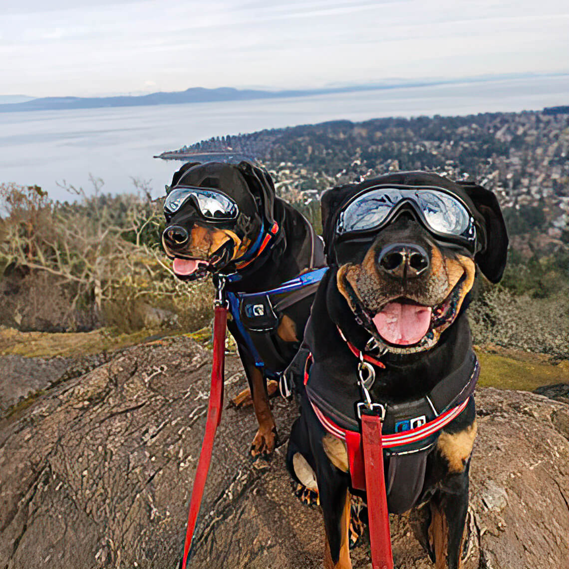 Lunettes de protection pour grand chien - Image 7