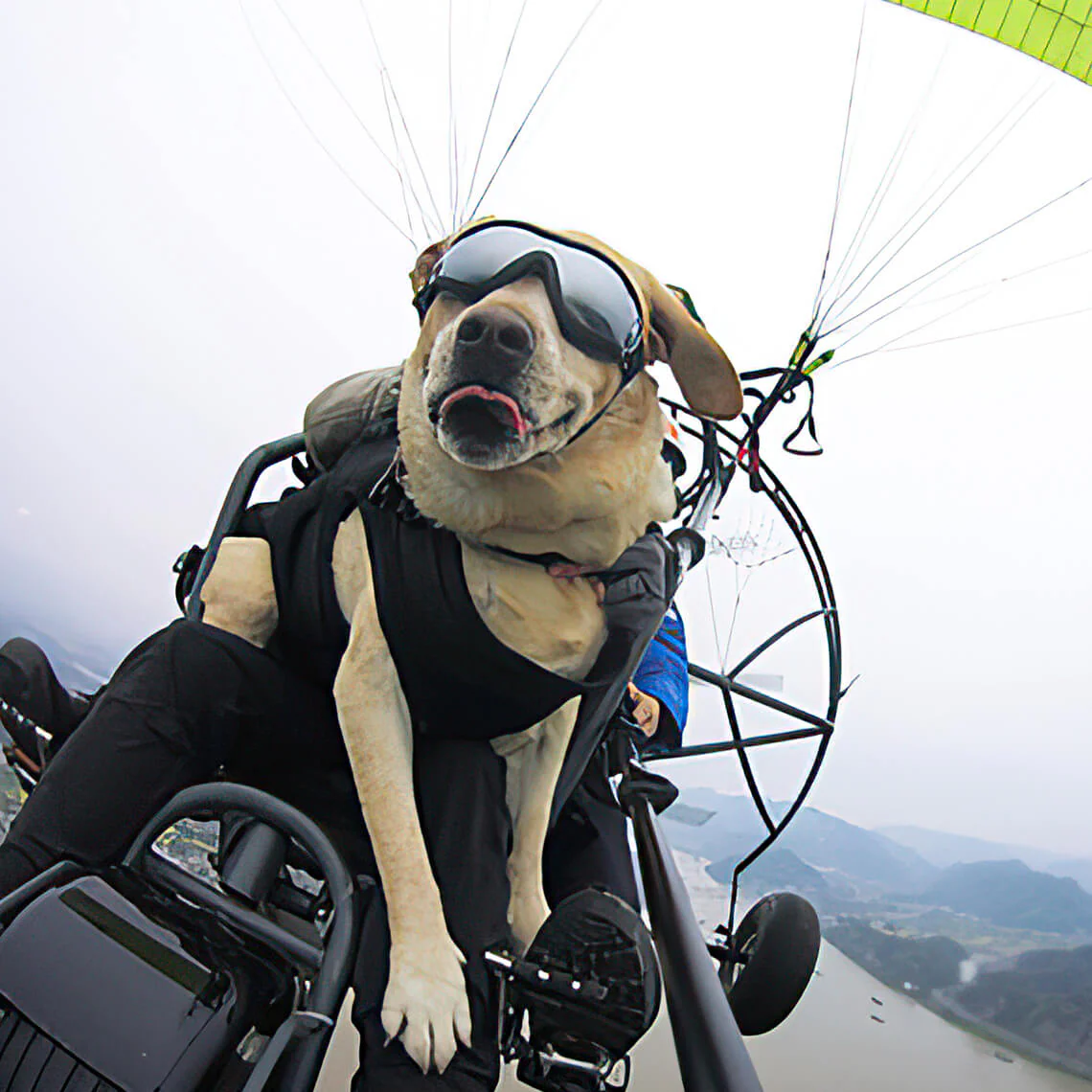 Lunettes de protection pour grand chien - Image 8
