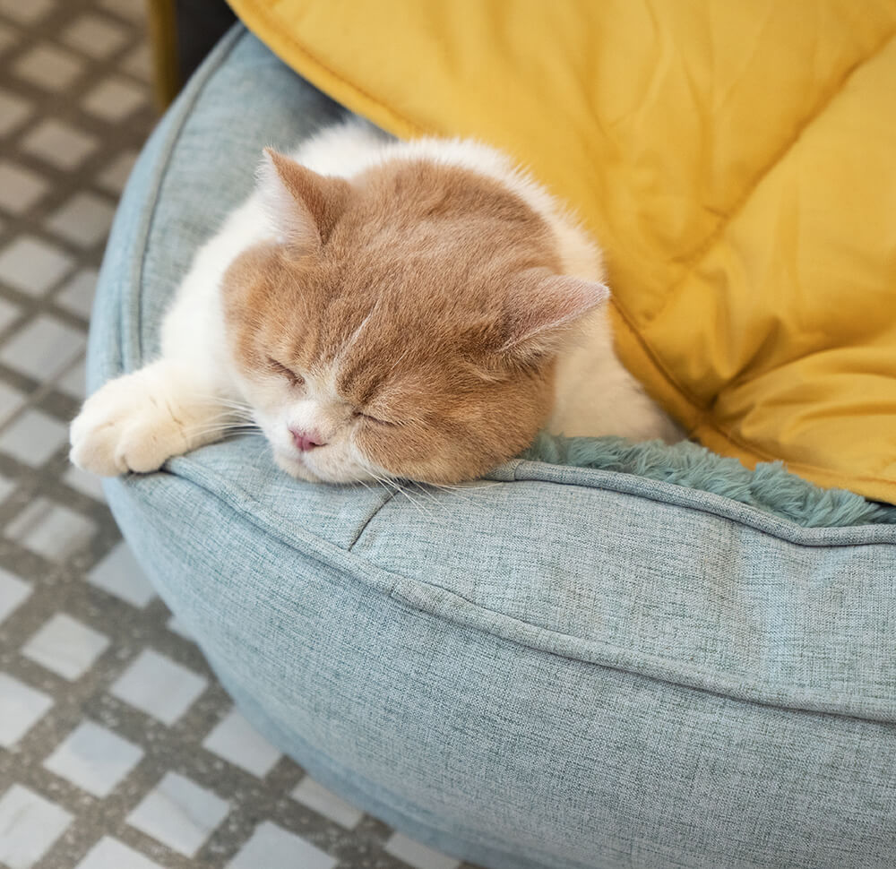 Protection de mobilier lavable toutes saisons pour lit de chat - Image 8