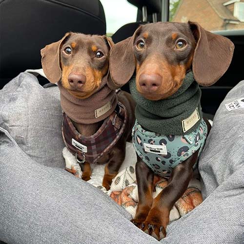 Siège auto pour chien - Première Classe - Image 18