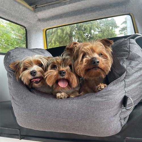 Siège auto pour chien - Première Classe - Image 21